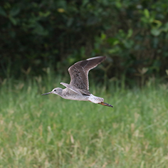 Lesser Yellowlegs